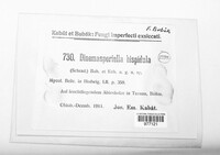 Pseudolachnea hispidula image
